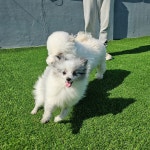 개인공간 애견유치원