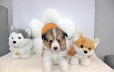 버디독 강아지분양 안심분양센터 김포점