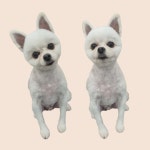 체리쉬몽