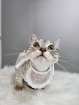 냥스터치 고양이 미용 & 호텔