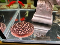 대청애견수족관