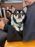 살롱차차