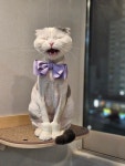 냥스터치 고양이 미용 & 호텔