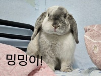 빽다방 관악인헌점