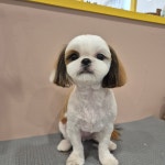 체리쉬몽
