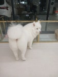 애니멀살롱