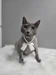냥스터치 고양이 미용 & 호텔