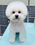 강아지멋내기