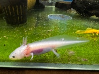 대청애견수족관