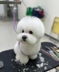 멍티스트
