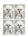 비비앤독
