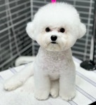 강아지멋내기