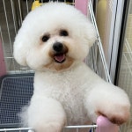 동글하개