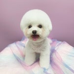 중앙애견미용실