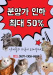 오즈캣 DMC점 마포은평