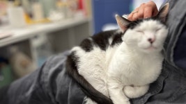 스테이야옹고양이호텔