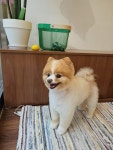 도그힙