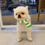 그린펫그루밍