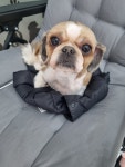멍컷