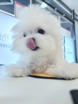 퍼펫애견카페