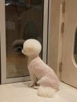 그루밍온