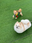 걱정마시개 애견유치원
