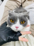 고양이미용 봄날냥