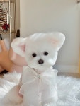 후즈독
