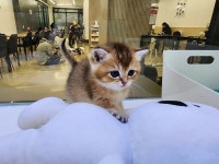 퍼펫애견카페