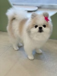 우리댕