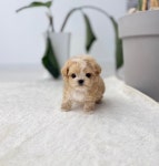 강아지분양 애견입양 아이러브독 천안점