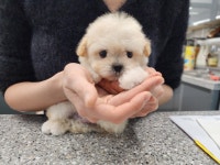 퍼펫애견카페