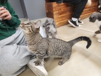 퍼펫애견카페