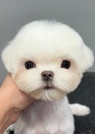 두리그루밍