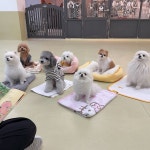 털로덮인친구들 수원광교점