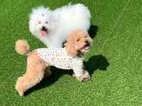 플레이독 애견유치원&호텔