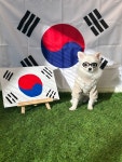 같이할개 반려견유치원 대전점