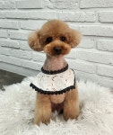 우리몽