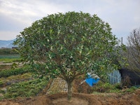 바른조경
