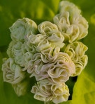 천국의하루 제라늄농장