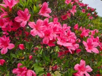 바른조경