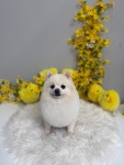 로즈메리펫뷰티샵