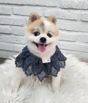 우리몽