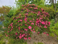 바른조경