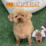 다시오개