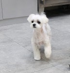 땡자네묭실