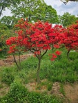 바른조경
