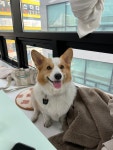 멍라운지24 데이케어 애견미용호텔 애견카페 인천점