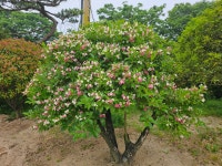 바른조경