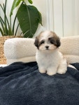 부산강아지분양 퍼피룸